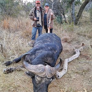 Cape Buffalo South Africa Hunt