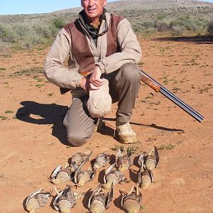 Hunting Birds South Africa Burchell Sandgrouse