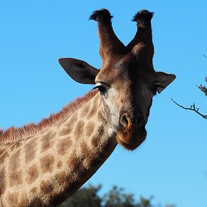 Giraffe South Africa