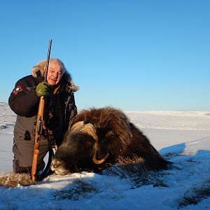 Hunt Muskox Greenland