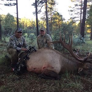 Bow Hunting Arizona Elk