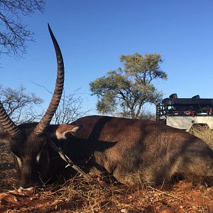 Waterbuck South Africa Hunt