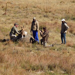 Mountain Reedbuck South Africa Hunting