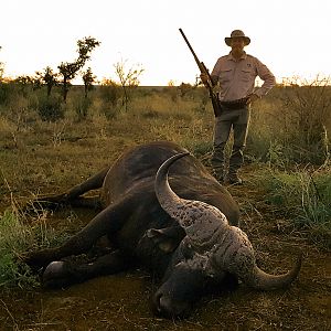 Epic Buffalo safari