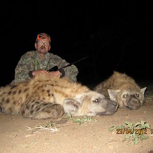 Spotted Hyena Hunt