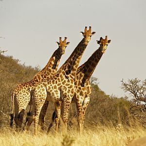 Giraffe in Natal
