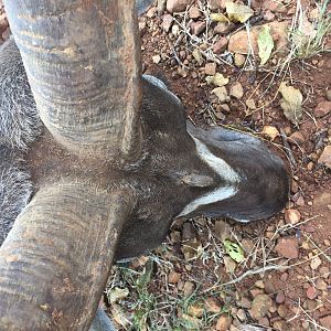 Another third horn kudu