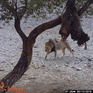 Exceptional & Rare Namibian Lion