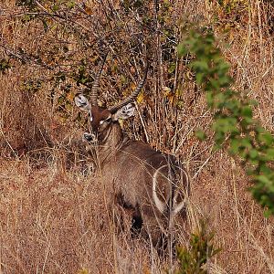 Waterbuck