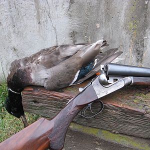 Waterfowling - Ithaca Lewis Shotgun 10 gauge 2 7/8"