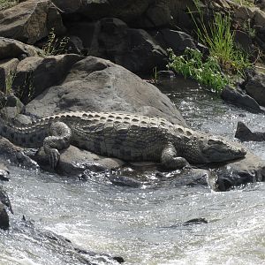 Kruger National Park Crocodile Sightseeing South Africa