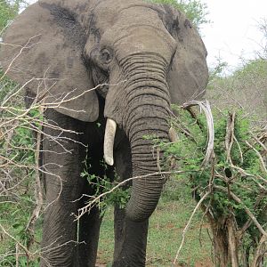 Sightseeing Elephant Kruger National Park South Africa