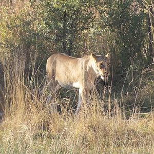 Sightseeing Lions Zimbabwe