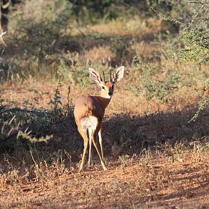 Steenbok