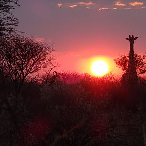 Giraffe Namibia Sunset