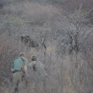 Stalking Blue Wildebeest