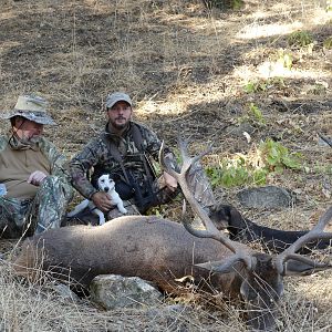 Hunting Bull Elk