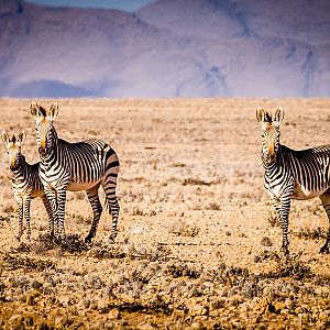 Hartmann's Mountain Zebra Mares and foals in the Namib desert