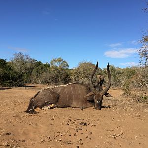 Nyala Hunt