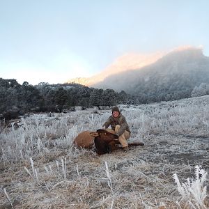 Hunting Elk