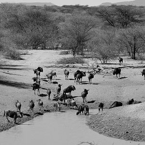 Namibia Blue Wildebeest at the waterhole