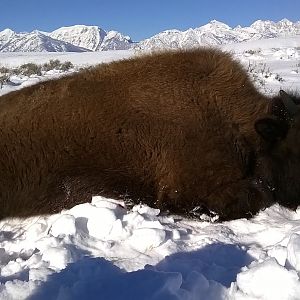 Bison Hunting In the Elk National Refuge Near Yellowstone