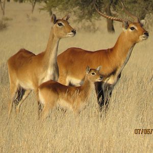 A family of Lechwe