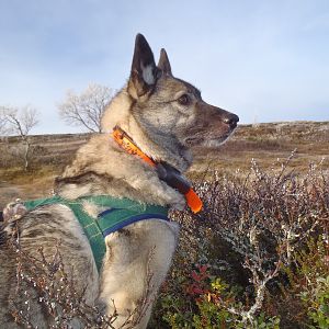 My Norwegian moose dog Cita