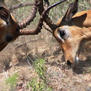 Impala Rams fighting