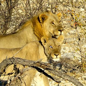 Namibian lions at Etosha