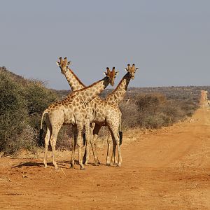 Giraffe