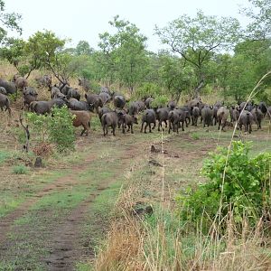 Herd of Buffalo Burkina Faso