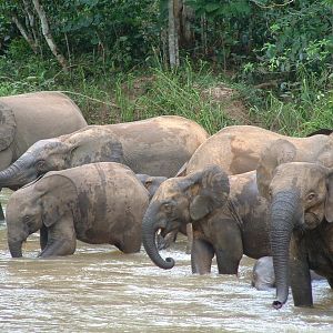 Forest Elephant