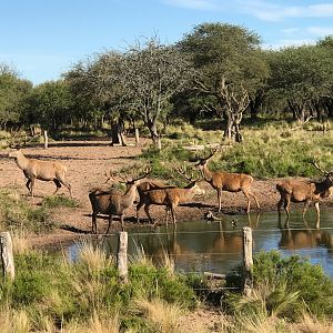 Deer at the waterhole, Argentina