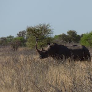 White Rhino