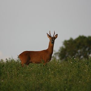 Roe Deer
