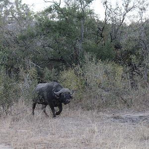 South Africa Kruger National Park Cape Buffalo