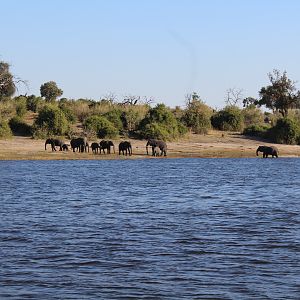 Botswana Kasane Chobe National Park Elephant
