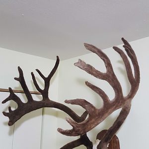 Caribou European Skull Mount Taxidermy