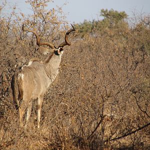 Kudu