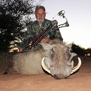 Warthog South Africa  Bow Hunt