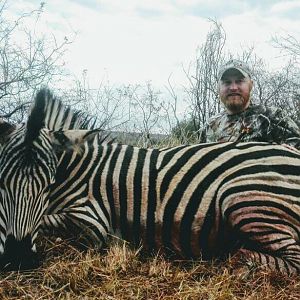 South Africa Burchell's Plain Zebra Hunting