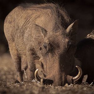 South Africa Warthog