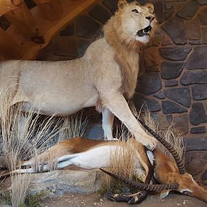 Lion & Lechwe Full Mount Taxidermy