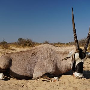 Hunt Gemsbok