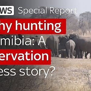 Trophy hunting in Namibia: A conservation success story?