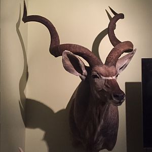 2015 Kudu
