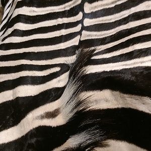 Zebra Back skin