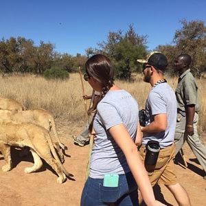 Walking with Lions