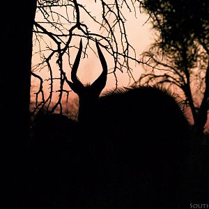 Nyala Silhouette